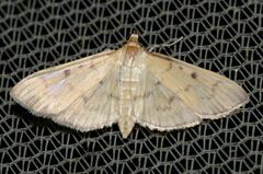 Herpetogramma fluctuosalis