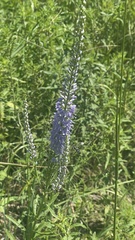 Veronica linariifolia