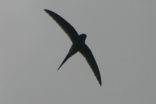 Crested Treeswift