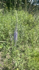 Veronica linariifolia