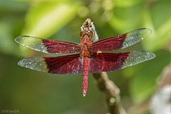 Camacinia gigantea