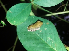 Polypedates cruciger