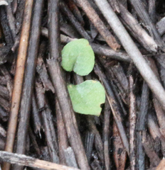 Pterostylis puberula