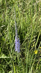 Veronica linariifolia