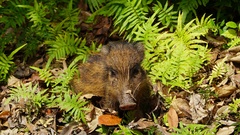 Sus scrofa riukiuanus