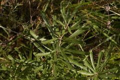 Banksia attenuata
