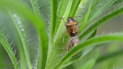 Rubiconia intermedia