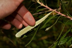 Banksia attenuata