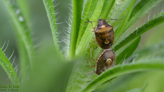 Rubiconia intermedia