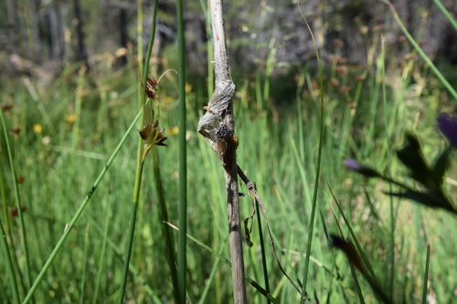 iNaturalist observation photo of Insects