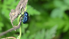 Chrysochus chinensis