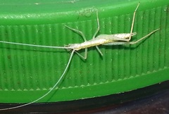 Oecanthus leptogrammus