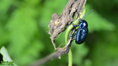 Chrysochus chinensis