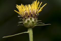 Pentanema salicinum