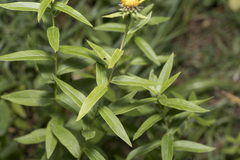 Pentanema salicinum