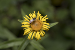 Pentanema salicinum