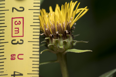 Pentanema salicinum