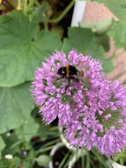 Bombus
