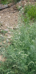 Artemisia sieversiana