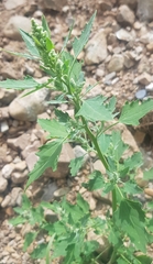 Chenopodium album