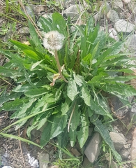 Taraxacum officinale