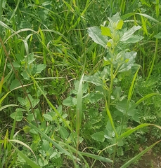 Chenopodium album