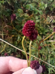 Sanguisorba officinalis