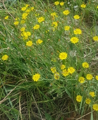 Crepidifolium tenuifolium