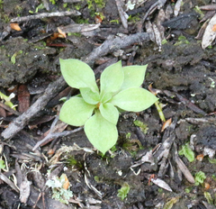 Pterostylis tasmanica