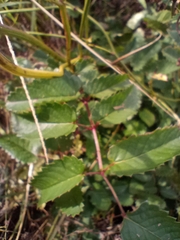 Sanguisorba officinalis