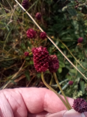 Sanguisorba officinalis