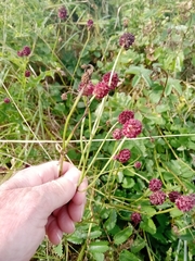 Sanguisorba officinalis