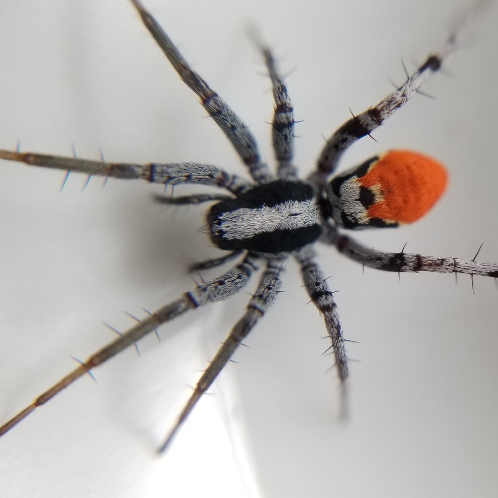 Castianeira occidens