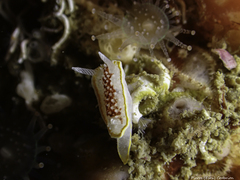 Diaphorodoris luteocincta
