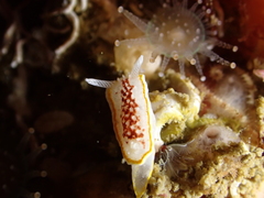 Diaphorodoris luteocincta