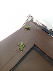 Eupholidoptera leucasi