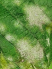 Erysiphe corylacearum