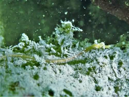 Micrognathus andersonii observed 2018-06-24