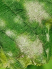 Erysiphe corylacearum