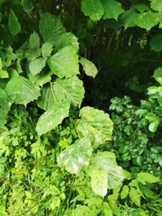 Erysiphe corylacearum