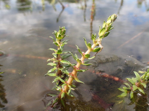 Myriophyllum heterophyllum