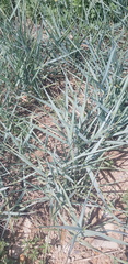 Leymus chinensis