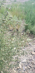 Artemisia macrocephala