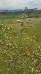 Artemisia macrocephala