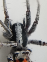 Castianeira occidens