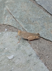 Calliptamus italicus