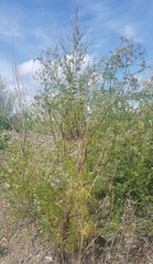 Sphallerocarpus gracilis