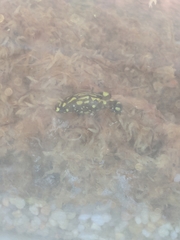 Pseudophryne corroboree