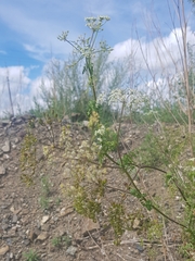 Sphallerocarpus gracilis