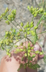 Sphallerocarpus gracilis